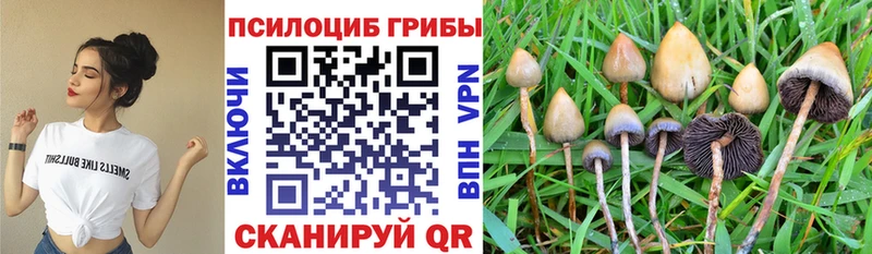 Псилоцибиновые грибы прущие грибы  Купить  Иланский 